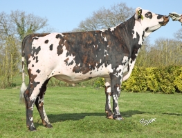 DOSE TAUREAU ROQUEFORT - NFR4425460604 - 5696590