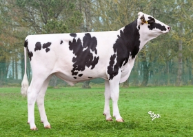 DOSE TAUREAU ALBATROS - NFR4427424889 - 66A4593