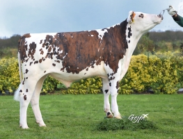 DOSE TAUREAU POPAYAN - NFR4444062375 - 5695970