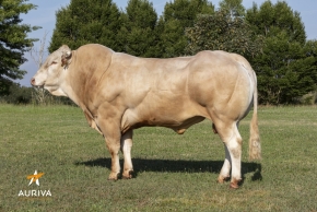 DOSE TAUREAU MAGIC - NFR4466720331 - 7991586