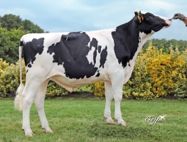 DOSE TAUREAU PAVARD - NFR4472336457 - 6695195