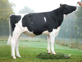 DOSE TAUREAU RICHIE - NFR4472336565 - 6697190