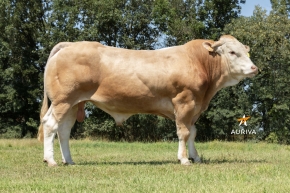 DOSE TAUREAU TORN - NFR4747552588 - 79A2891