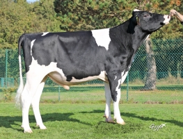 DOSE TAUREAU SAUMUR PP - NFR4926544283 - 6698427