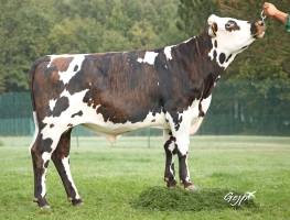 DOSE TAUREAU PANACHE - NFR4939507820 - 5695639