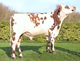 DOSE TAUREAU TASMAN  - NFR4939623414 - 56A1878
