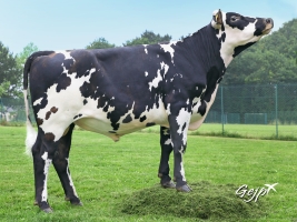 DOSE TAUREAU MANOSQUE - NFR4948130389 - 5691767