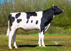 DOSE TAUREAU ALBERT - NFR4950798124 - 66A5018