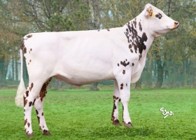 DOSE TAUREAU VANCOUVER - NFR4979397988 - 56A4666