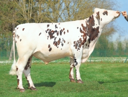 DOSE TAUREAU RONALDO - NFR5035333355 - 5697594