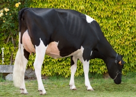 DOSE TAUREAU JURRY - NFR5047725062 - 6687558