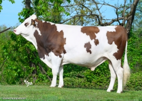 DOSE TAUREAU VELVET - NFR5235254901 - 46A4260