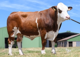 DOSE TAUREAU UGO - NFR5248289137 - 35A3580