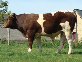 DOSE TAUREAU ILTON - NFR5326701203 - 4186065