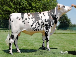 DOSE TAUREAU PALADIN - NFR5339351049 - 5695450