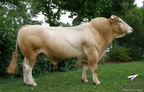 DOSE TAUREAU ANGELO - NFR5343396363 - 7970017