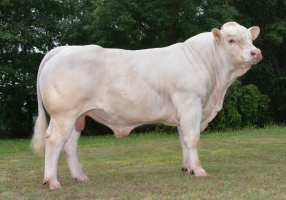 DOSE TAUREAU OURASI - NFR5343819804 - 3895918