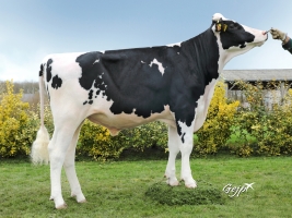 DOSE TAUREAU NORBAY - NFR5344216853 - 6692809