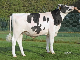 DOSE TAUREAU SORBAY P - NFR5344217368 - 6698770
