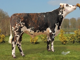 DOSE TAUREAU JEONIX - NFR5346320224 - 5688138