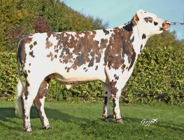 DOSE TAUREAU TALENT - NFR5346835962 - 56A0537