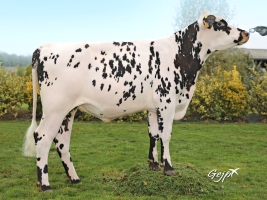 DOSE TAUREAU NUMBER ONE - NFR5347294977 - 5692836