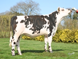 DOSE TAUREAU PRESIDENT - NFR5347295105 - 5696596