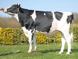 DOSE TAUREAU RADIENT - NFR5348225835 - 6696814