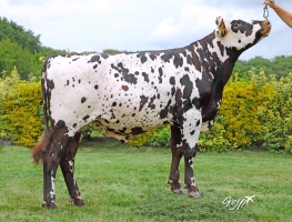 DOSE TAUREAU PANTHEON - NFR5350920667 - 5695645