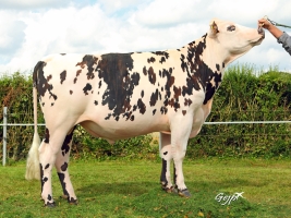 DOSE TAUREAU ISTAMBULL - NFR5352378759 - 5685416