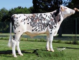 DOSE SEXEE FEM 90 TAUREAU ORIGAMI - XFR5357027868 - 5694910