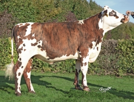 DOSE TAUREAU TYROL  - NFR5366474998 - 56A1355