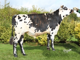 DOSE TAUREAU OXYGENE - NFR5370912787 - 5694563