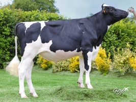 DOSE TAUREAU LIFETIME - NFR5373868684 - 6690095
