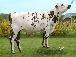 DOSE TAUREAU MANCHESTER - NFR5378763885 - 5691363