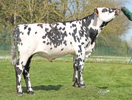 DOSE TAUREAU SPARTACUS - NFR5378928365 - 5698554