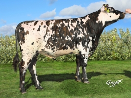 DOSE TAUREAU MONTFORT - NFR5380803345 - 5691608