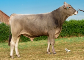DOSE TAUREAU TRIPOLI - NFR5455698482 - 21A1658