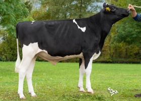 DOSE TAUREAU LANOUE - NFR5502351994 - 6688886