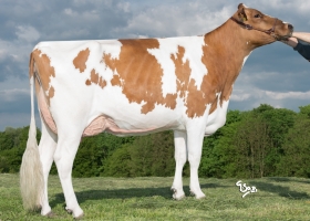 DOSE TAUREAU ONILDE - NFR5502526179 - 1995088