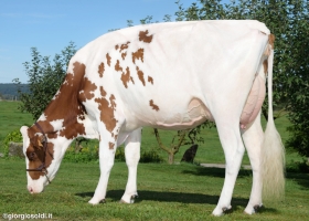 DOSE TAUREAU STRIKE RED - NFR5502761331 - 66A0551