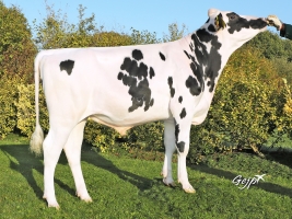 DOSE TAUREAU OFFREDO - NFR5613144227 - 6694533