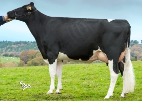 DOSE TAUREAU MILLENIUM - NFR5613443684 - 6690735