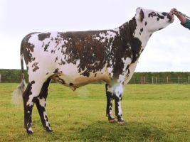 DOSE TAUREAU LORIENT - NFR5618456937 - 5689526