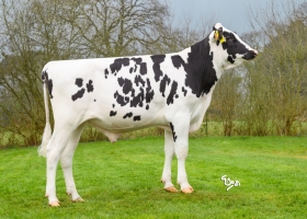 DOSE TAUREAU VOCALISTE - NFR5618735122 - 66A3387