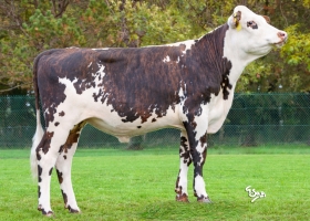 DOSE TAUREAU VARNUM - NFR5620100836 - 56A4192