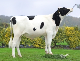 DOSE TAUREAU PERNIK - NFR5625554203 - 6695887
