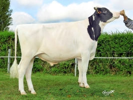 DOSE TAUREAU ILDEN - NFR5625884677 - 6685751