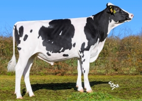 DOSE TAUREAU VANGELIS - NFR5625948999 - 66A4318