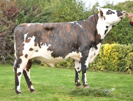 DOSE TAUREAU RESPECT - NFR5629102032 - 5697293